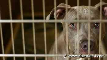 South Florida Has an Abandoned Dog Problem: Animal Shelter Officials