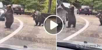 Bear gives high five to driver, funny video goes viral - ARY NEWS