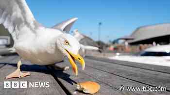Gloucester's urban gull population has risen 'inexorably' - council leader - BBC