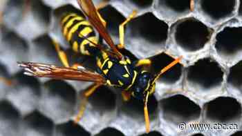 Regina seeing more wasps than normal for this time of year