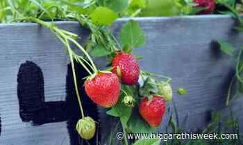 Grimsby welcomes fresh local strawberries - Niagara This Week