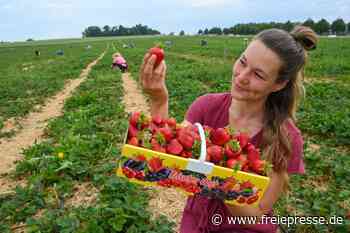Zeit für süße Früchte - freiepresse.de