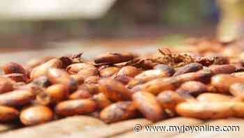 Cocoa production: Gap between Cote d'lviore, Ghana to widen despite country still 2nd largest producer - Myjoyonline