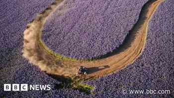 Purple field in Cornwall becomes temporary race track - BBC