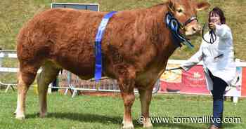 Livestock champions crowned as the Royal Cornwall Show makes a memorable comeback - Cornwall Live