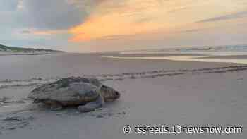 Cape Hatteras National Seashore already seeing more sea turtle nests than 2021's total