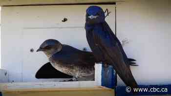 A city for the birds: Camrose celebrates purple martins