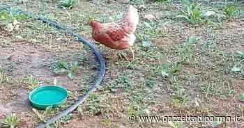 Sorbolo, chi ha perso una gallina? - Gazzetta di Parma