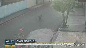 Onça parda é flagrada nas ruas de Igarapava, SP; VÍDEO - Globo
