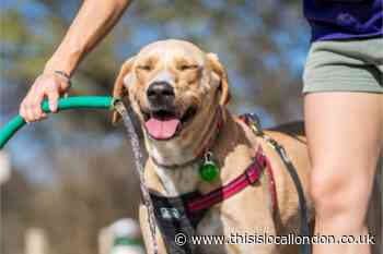 These are the dog breeds most at risk of heatstroke - how to spot and treat it