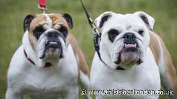 Calls for English bulldogs to be banned in the UK over health issues