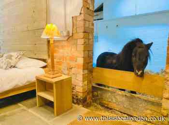 You can book an overnight stay in an Airbnb with  a miniature horse!