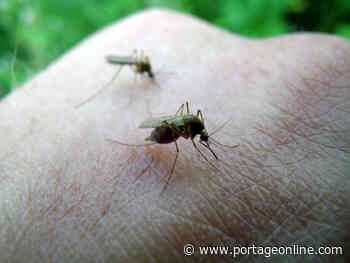 MacGregor farmer bugged by mosquitoes - PortageOnline.com