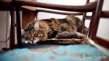 Mehrere Fälle bekannt: Tierquäler vergreift sich in Weener an Katzen - NOZ