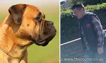 Dogs which attacked 10-year-olds in Fife playground could be destroyed - The Courier