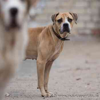 KREIS: Tierheim-Bau geht trotz Handwerkermangel voran - Radio Kiepenkerl