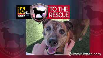 16 To The Rescue: Bruno - WNEP Scranton/Wilkes-Barre