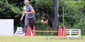 MZ+ Hundesport in Marl: In vier Disziplinen für die Bundesliga qualifizieren - Marler Zeitung