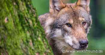 Untersuchung: Totes Schaf in Morbach: Wolfs-Koordinationszentrum teilt Ergebnis von DNA-Analyse mit - Trierischer Volksfreund