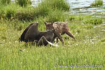 Photo: Bobcat spotted in the Squamish River Estuary - Squamish Chief