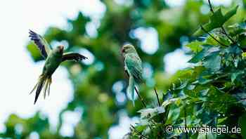 Halsbandsittiche und Gelbkopfamazonen: Papageien erobern deutsche Großstädte - DER SPIEGEL