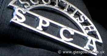 Barrhead woman forced pet dog to live with hanging tumour and extreme pain for months - Glasgow Live