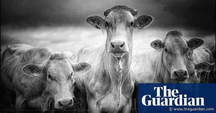 ‘I don’t like shooting people – cows are more honest’: Jeremy Piloquet’s best phone picture