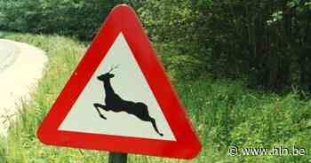 Bestuurder botst tegen ree aan Westakker | Stekene | hln.be - Het Laatste Nieuws