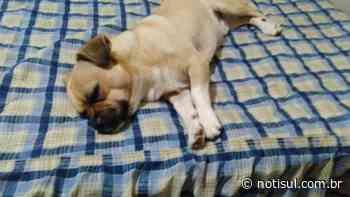 Família procura cachorro desaparecido há 19 dias, em Capivari de Baixo - Notisul