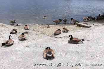 Avian flu confirmed in Canada geese at Abbotsford park – Ashcroft Cache Creek Journal - Ashcroft Cache Creek Journal