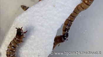 I “super vermi” in grado di sgranocchiare i rifiuti di polistirolo - TGCOM