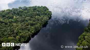 Congo peat: The 'lungs of humanity' which are under threat