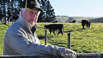 East Otago's Stoneburn Herefords launches Angus stud - New Zealand Herald