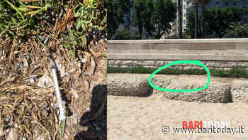 Siringa sulla spiaggia di Pane & Pomodoro a Bari scoperta da un bagnante: "Serve più attenzione" - BariToday