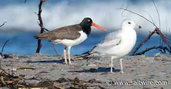 BRUCE MACTAVISH: Unexpected marathon drive to see an historical first yields yet another epic Codroy Valley birding story - Saltwire