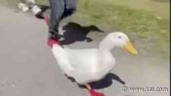 Have You Seen This? Yep, that duck ran a marathon - KSL.com