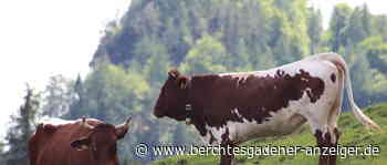 Bergidyll in Gefahr: »Erhalt der Almen nicht selbstverständlich« - Berchtesgadener Anzeiger