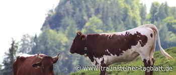 Bergidyll in Gefahr: »Erhalt der Almen nicht selbstverständlich« - Traunsteiner Tagblatt