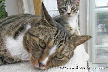 LETTER: Cats are beautiful yet often misunderstood – Chilliwack Progress - Chilliwack Progress
