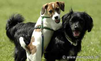 Sassenberg: Freilauffläche für Hunde am Feldmarksee - Die Glocke