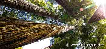 Greenwashing: Ermittlungen gegen Goldman Sachs