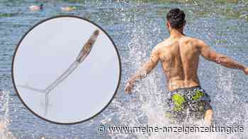In vier Minuten in die Haut gebohrt: Saugwürmer in deutschen Badeseen