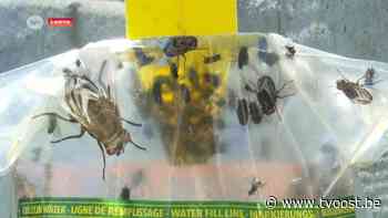 Vliegenplaag in Laarne nog niet opgelost, en warme weer maakt probleem nog groter - TV Oost