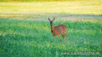 Drohne sucht nach Rehkitzen: Schutz von Jungwild bei Ernte - Süddeutsche Zeitung - SZ.de