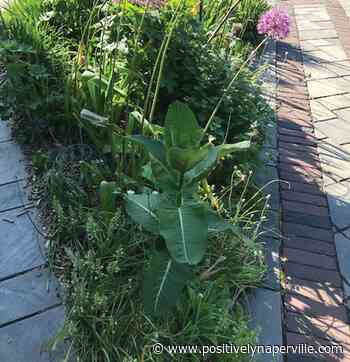 Naperville Gardener – Super Power of the Month… I Can Grow Milkweed - Positively Naperville