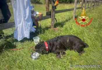 Cane colto da malore: soccorso in elicottero - Prima Merate