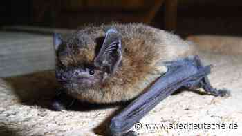 Landkreis Dachau: Rauhautfledermaus ist Ampertaler des Monats Juni - Süddeutsche Zeitung - SZ.de
