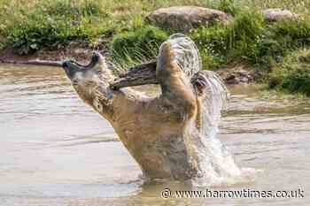 In Pictures: Britain swelters as temperatures soar - Harrow Times