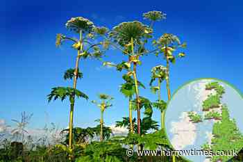Giant Hogweed spotted in London- How to deal with toxic plant - Harrow Times