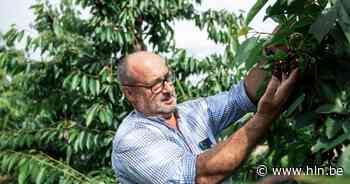 Politie Borgloon patrouilleert op kersenplantages om fruitdiefstallen te voorkomen: “Vorige week nog een illegale plukker met 30 kilo kersen betrapt” - Het Laatste Nieuws